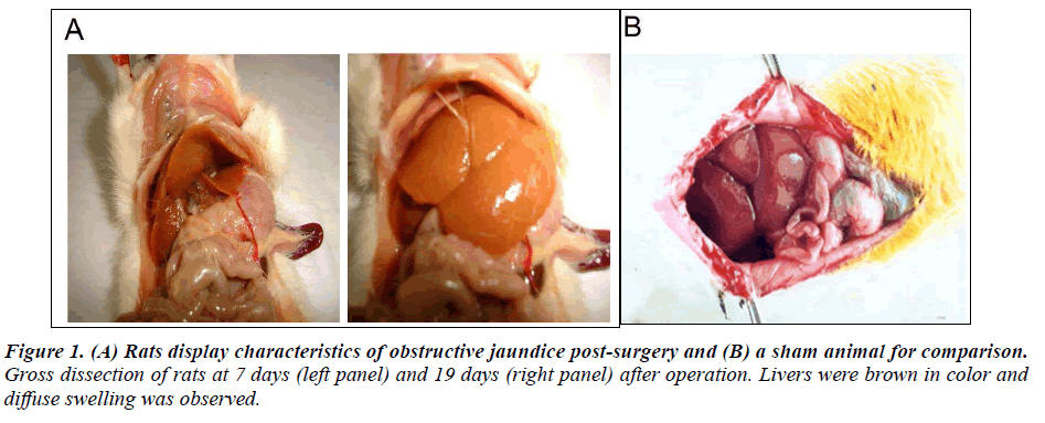 biomedres-diffuse-swelling