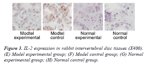 biomedres-disc-tissues