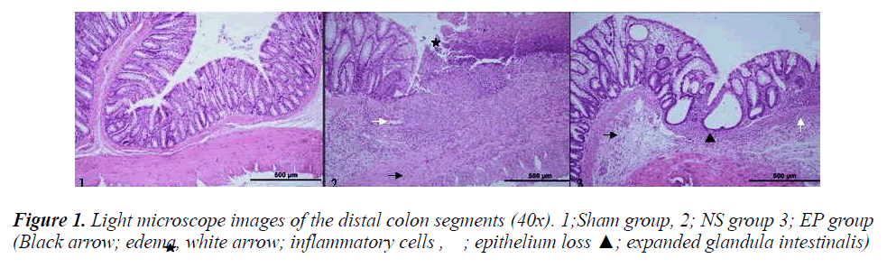 biomedres-distal-colon-segments