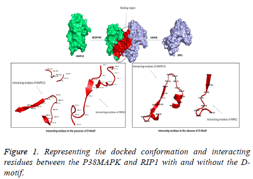 biomedres-docked-conformation