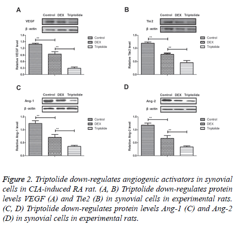 biomedres-down-regulates-angiogenic