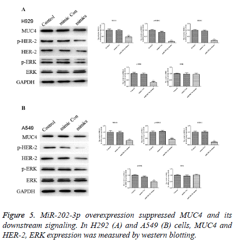 biomedres-downstream-signaling