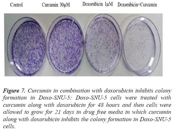 biomedres-doxorubicin-inhibits-colony