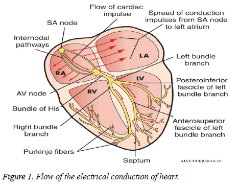 biomedres-electrical-conduction