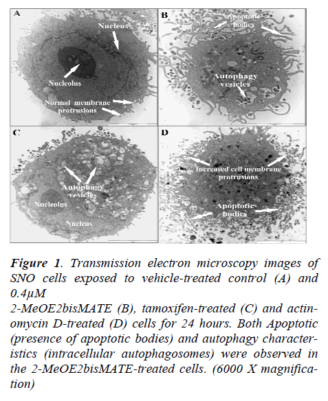 biomedres-electron-microscopy-images