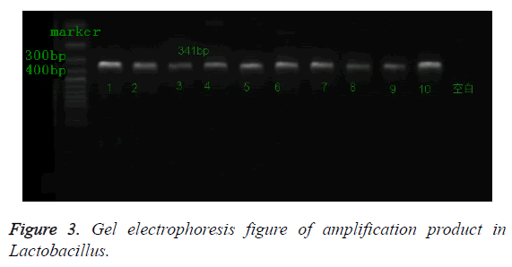 biomedres-electrophoresis