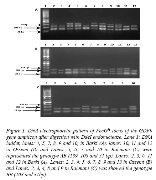 biomedres-electrophoretic-locus