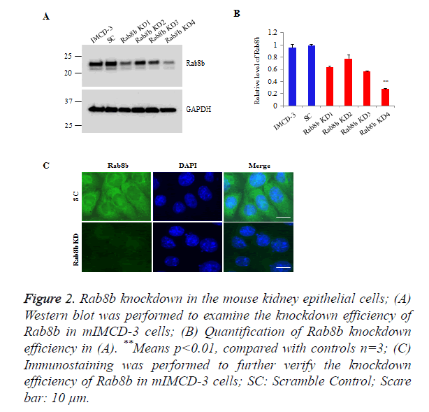 biomedres-epithelial-cells