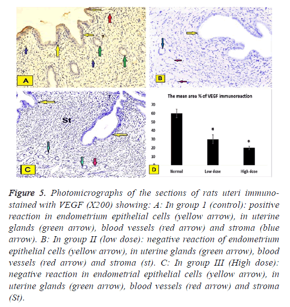 biomedres-epithelial-cells