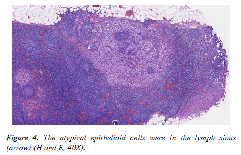 biomedres-epithelioid-cells