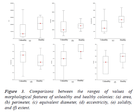 biomedres-equivalent-diameter