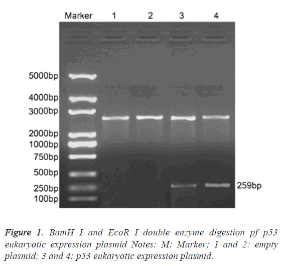 biomedres-eukaryotic-expression-plasmid