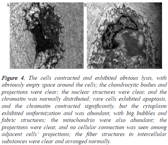 biomedres-exhibited-obvious-lysis