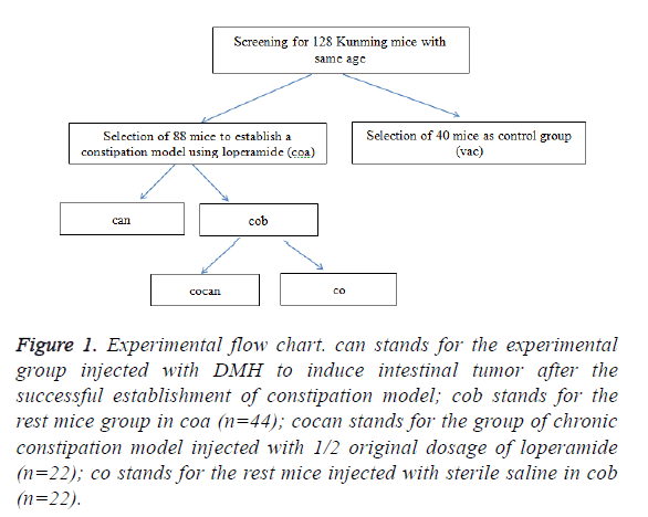 biomedres-experimental-flow-chart