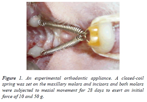 biomedres-experimental-orthodontic