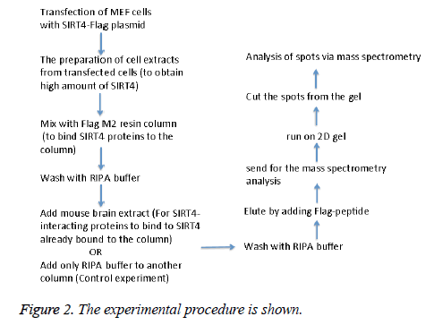 biomedres-experimental-procedure