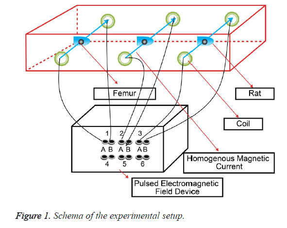 biomedres-experimental-setup