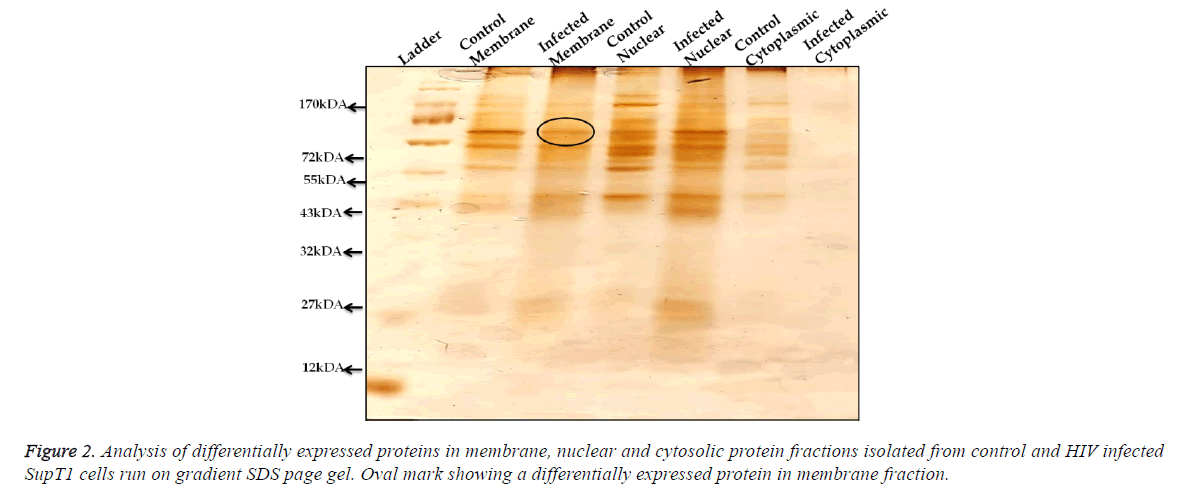 biomedres-expressed-proteins-membrane