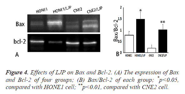 biomedres-expression-Bax