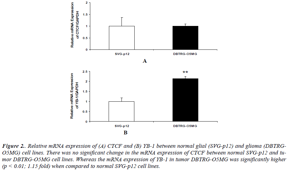 biomedres-expression-CTCF