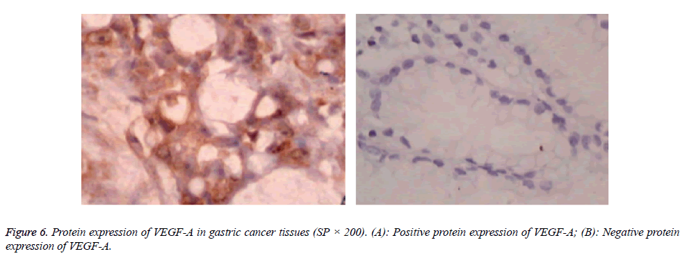 biomedres-expression-VEGF