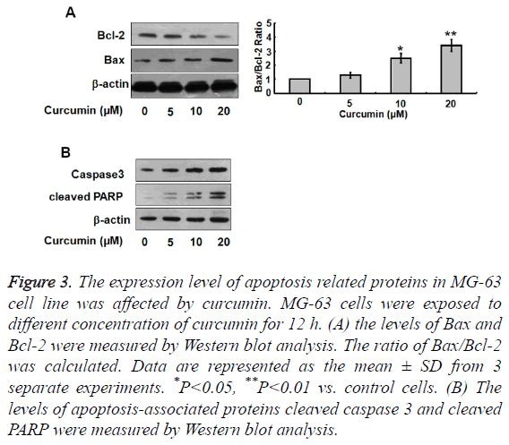 biomedres-expression-level-apoptosis