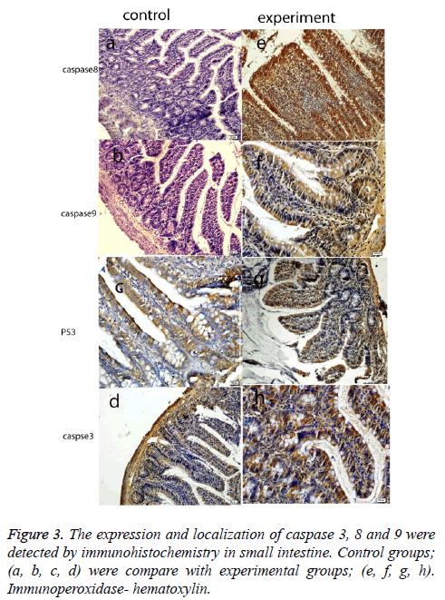 biomedres-expression-localization