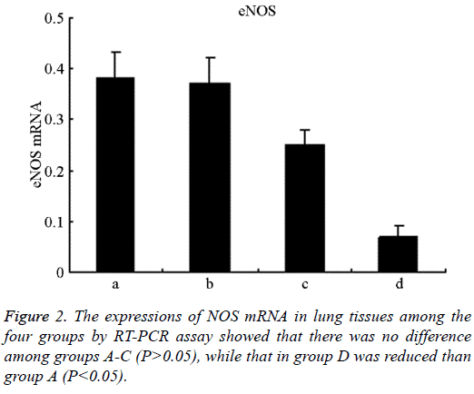 biomedres-expressions-NOS-mRNA