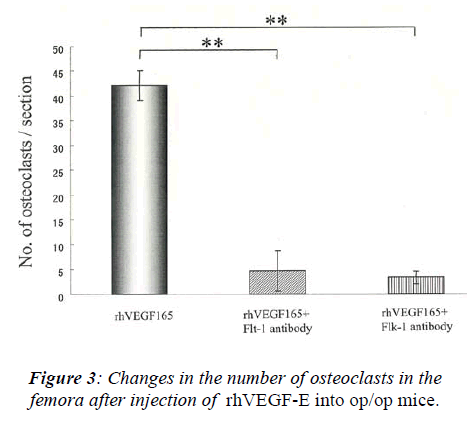 biomedres-femora-after-injection-rhVEGF-E