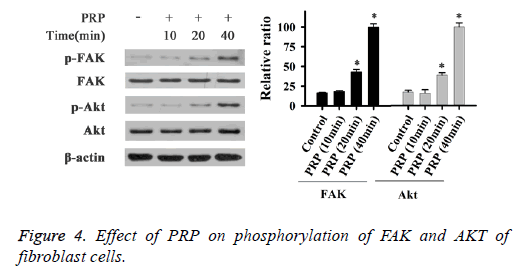 biomedres-fibroblast-cells