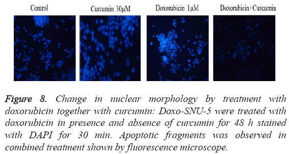 biomedres-fluorescence-microscope