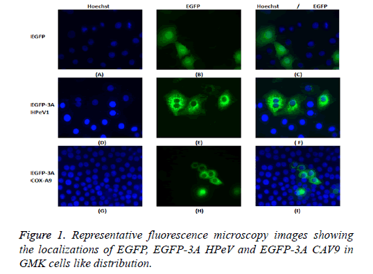 biomedres-fluorescence-microscopy