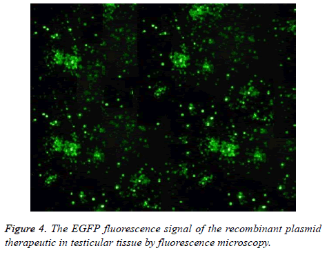 biomedres-fluorescence-microscopy