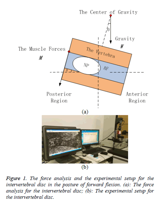 biomedres-force-analysis