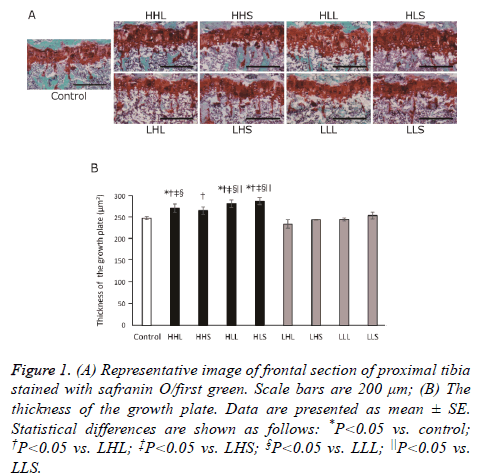 biomedres-frontal-section