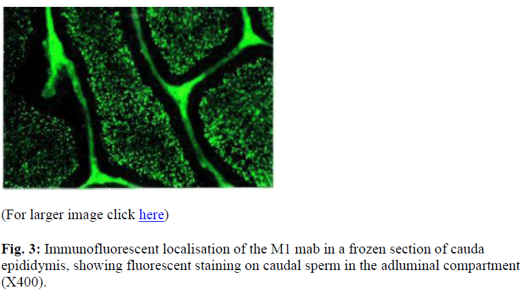 biomedres-frozen-section