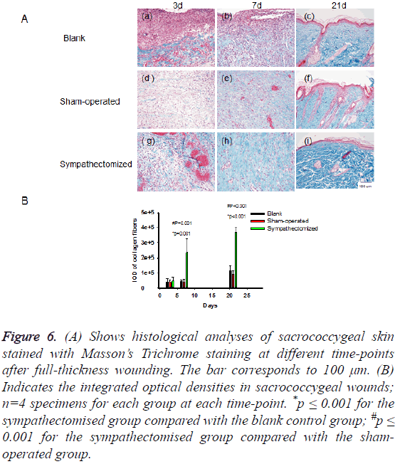 biomedres-full-thickness-wounding