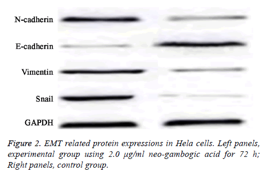 biomedres-gambogic-acid