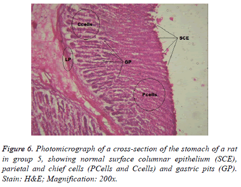 biomedres-gastric-pits