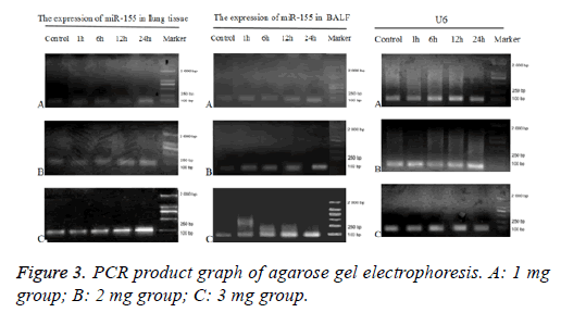 biomedres-gel-electrophoresis