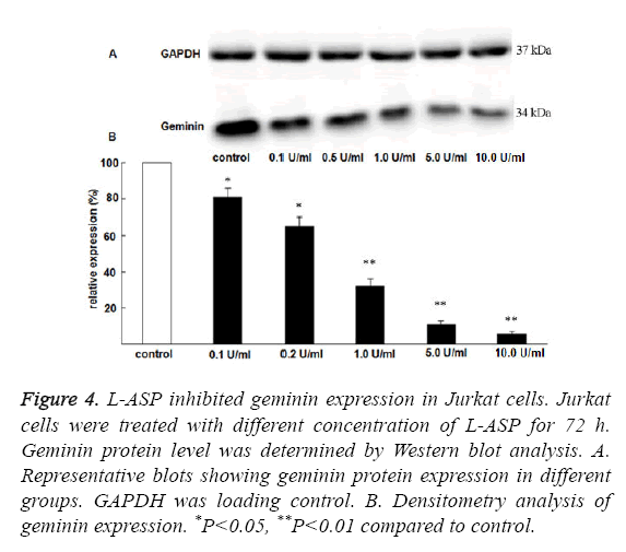 biomedres-geminin-expression