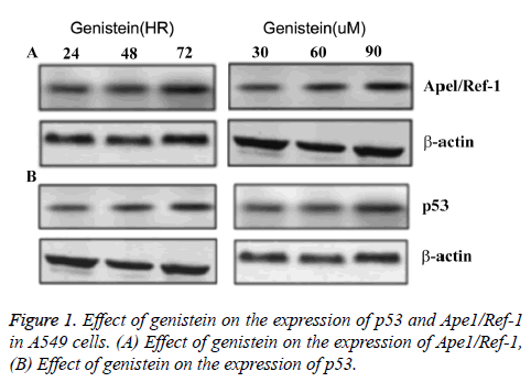 biomedres-genistein