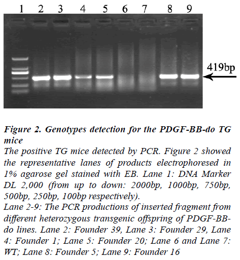 biomedres-genotypes-detection