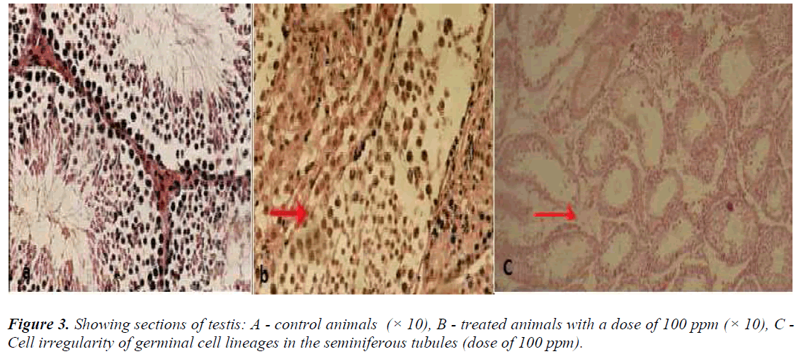 biomedres-germinal-cell-lineages