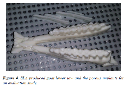 biomedres-goat-lower-jaw