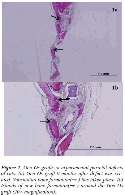 biomedres-grafts-experimental-parietal-rats