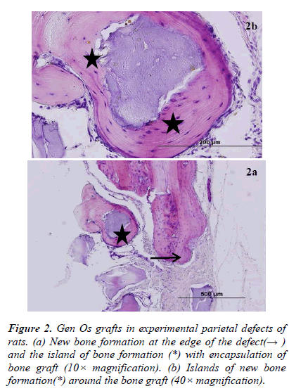 biomedres-grafts-experimental-parietal-rats