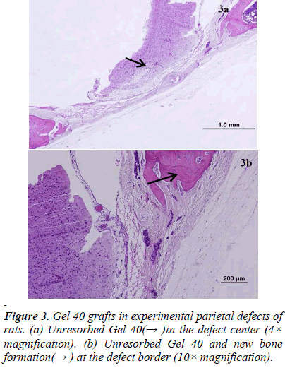 biomedres-grafts-parietal-rats-new-bone