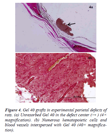 biomedres-grafts-parietal-rats-new-bone