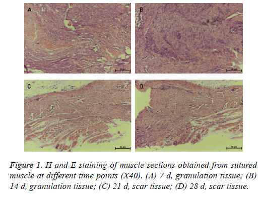 biomedres-granulation-tissue